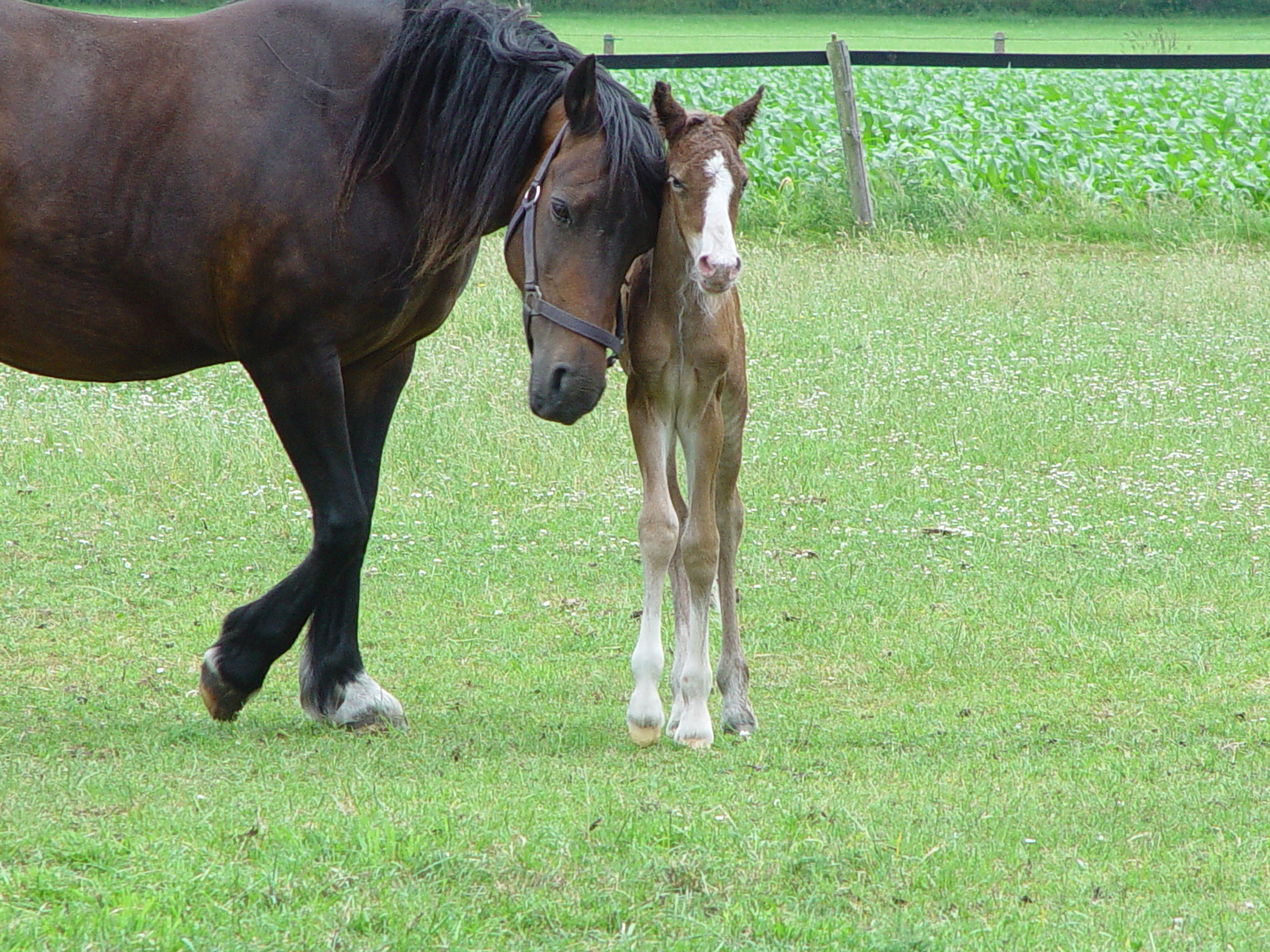 Voorbeeldfoto: Welsh Cob Santiago